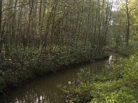 NL, Limburg, Weert, Roeventerpeel 5, Saxifraga-Jan van der Straaten